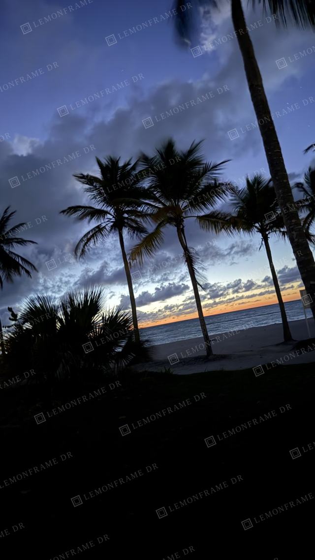 Palmeras en silueta contra un cielo azul profundo