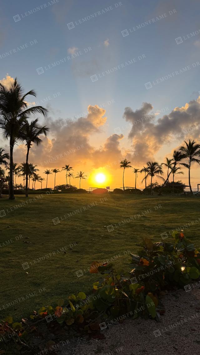Amanecer entre palmeras sobre un jardín